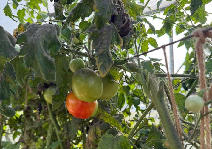 De moestuin van de dagbesteding