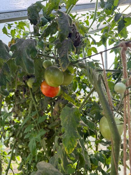 Sinterklaas op de dagbesteding